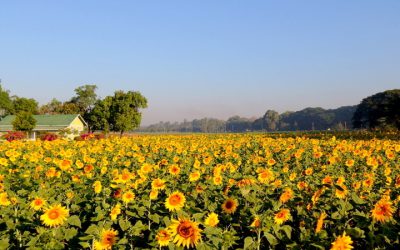 ပြည်တွင်းစားသုံးဆီဖူလုံရေးအတွက် နေကြာသီးနှံ စိုက်ပျိုးရာတွင် သတိပြုဖွယ်ရာများ