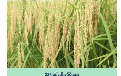 စပါးသီးနှံသုတေသနဗဟိုဌာနတွင် ၂၀၂၂ (နွေရာသီ) သုတေသနများ ဆောင်ရွက်ထားရှိ