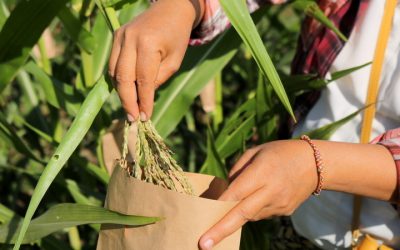 တောင်သူများဝင်ငွေတိုးဖို့ ပြည်တွင်းစပ်မျိုးပြောင်းမျိုးများတိုးချဲ့စိုက်ကြစို့