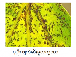 aphid