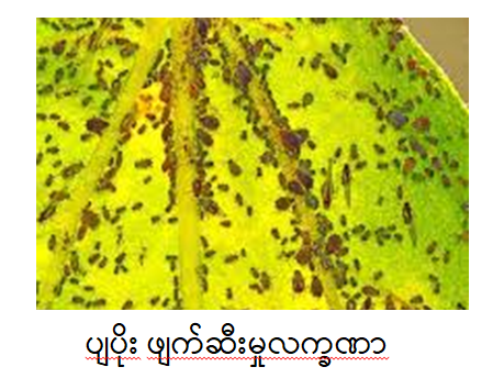 aphid