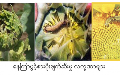 နေကြာသီးနှံ ပိုးမွှား၊ ရောဂါ သတိပြု၊ ကာကွယ်နှိမ်နင်းပါ