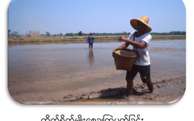 ရာသီဥတုပြောင်းလဲမှုနှင့် ကိုဗစ်-၁၉ ကာလအလွန် ဆန်းသစ်ရမည့် တိုက်ရိုက်မျိုးစေ့ချ စပါးစိုက်ပျိုးနည်း DSR (Direct-Seeded Rice)