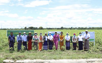 စီပင်စိုက်ပျိုးရေးသုတေသနခြံသို့မွန်ပြည်နယ်၊ စိုက်ပျိုးရေးဦးစီးဌာနမှ နေကြာသီးနှံ သုတေသနလုပ်ငန်းများ လာရောက် လေ့လာသင်ယူလျက်ရှိသော သင်တန်းသားများ သွားရောက်လေ့လာခြင်း￼
