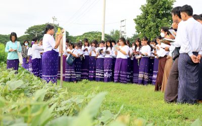 သစ်စိမ်းမြေသြဇာအဖြစ်အစိုက်ပျိုးနိုင်သောပဲမျိုးစုံသီးနှံများကွင်းသရုပ်ပြပွဲ￼