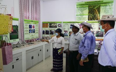 စိုက်ပျိုးရေးသုတေသနဦးစီးဌာနရှိ ဆီထွက်သီးနှံသုတေသနဌာနစုတွင် ဆောင်ရွက်ထားရှိသည့် ရေဆင်းစပ်မျိုးနေကြာ-၁ မိဘလိုင်းများ မျိုးသန့်ပွားများသည့် စီမံကိန်း ဆောင်ရွက်ထားရှိမှု နှင့် စပါးဇီဝဥယျာဉ် သုတေသနဌာနစုရှိ သုတေသနလုပ်ငန်းများ ဆောင်ရွက်ထားရှိမှု အခြေအနေများအား စိုက်ပျိုးရေး၊ မွေးမြူရေးနှင့် ဆည်မြောင်းဝန်ကြီးဌာန ပြည်ထောင်စု ဒုတိယဝန်ကြီးနှင့်အဖွဲ့ လာရောက်ကွင်းဆင်းကြည့်ရှုစစ်ဆေးခြင်း￼