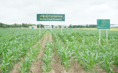 စိုက်ပျိုးရေးသုတေသနဉီးစီးဌာန၊ ယာသီးနှံများသုတေသနဌာနခွဲ၊ အခြားနှံစား သီးနှံ သုတေသနဌာနစု၌ ပြောင်းဖူးသီးနှံ သုတေသနလုပ်ငန်းများကို အရှိန်အဟုန်မြှင့် ဆောင်ရွက်လျက်ရှိခြင်း