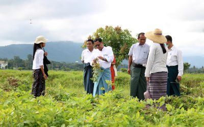 စိုက်ပျိုးရေးသုတေသနဦးစီးဌာန ၊ယာသီးနှံဌာနခွဲ၊ ဆီထွက်သီးနှံ ဌာနစုတွင်မြေပဲဖော်စက်ဖြင့် မြေပဲဖော်ခြင်းသရုပ်ပြသခြင်း