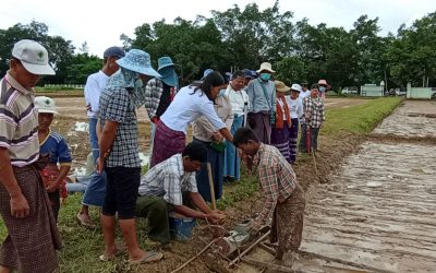 တိုက်ရိုက်မျိုးစေ့ချကိရိယာအသုံးပြု၍စပါးစိုက်ပျိုးပြသခြင်းဆောင်ရွက်စိုက်ပျိုးရေးသုတေသနဦးစီးဌာန၊စပါးသီးနှံသုတေသနဌာနခွဲရှမ်းပြည်နယ်(အရှေ့ပိုင်း)ကျိုင်းတုံ စိုက်ပျိုးရေး
