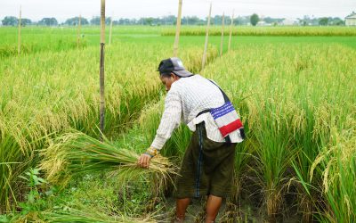 ထုတ်ဝေပြီးစပါးမျိုးများ၏ သားတက်ဆင့်ပွားစိုက်ပျိုး နည်းပညာ အပေါ် ရိတ်သိမ်းနည်းစနစ်များ၏ အကျိုးသက်ရောက်မှုကိုစမ်းသပ်ခြင်းသုတေသန￼