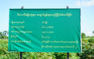 စိုက်ပျိုးရေးသုတေသနဦးစီးဌာန စက်မှုသီးနှံ နှင့်နှစ်ရှည်ပင်များဌာနခွဲ စားသောက်ကုန်၊စက်မှုသုတေ သနဌာနစိတ် တွင် ပီလောပီနံ သီးနှံ သုတေသနလုပ်ငန်းများဆောင်ရွက်လျက်ရှိခြင်း￼