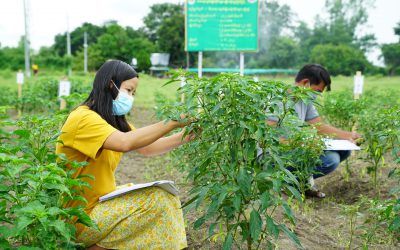 ဟင်းသီးဟင်းရွက် သုတေသနဌာနစုတွင် ဒေသအသီးသီးမှ ငရုတ်မျိုးဗီဇကွဲများစုဆောင်းခြင်းနှင့် အရည်အသွေးလက္ခဏာများ နှိုင်းယှဉ်လေ့လာခြင်း သုတေသနအားဆောင်ရွက်လျက်ရှိခြင်း