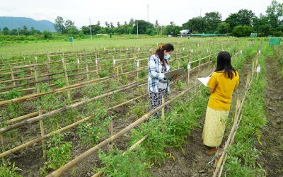 ဟင်းသီးဟင်းရွက်သုတေသနဌာနစုတွင် ခရမ်းချဉ် အဝါရောင် ရွက်တွန့် ဗိုင်းရပ်စ် ရောဂါ (TYLCD) ဒဏ်ခံနိုင်ရည်ရှိသောမျိုးများရှာဖွေခြင်းသုတေသနဆောင်ရွက်လျက်ရှိခြင်း