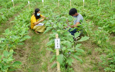 ဒေသအသီးသီးမှ ခရမ်းမျိုးဗီဇကွဲများစုဆောင်းခြင်းနှင့် အရည်အသွေးလက္ခဏာများ နှိုင်းယှဉ်လေ့လာခြင်းသုတေသနအားဆောင်ရွက်လျက်ရှိခြင်း