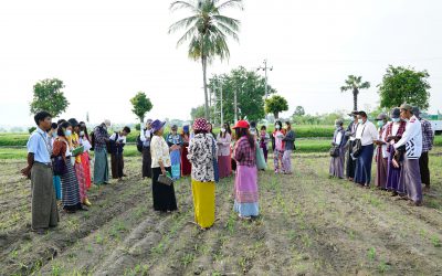 နှံစားသီးနှံသုတေသန ဆောင်ရွက်နေမှုများအား Plants’ doctor program မှ လူငယ်သုတေသီများလေ့လာခြင်း
