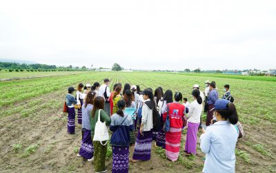 ဆီထွက်သီးနှံသုတေသနဆောင်ရွက်နေမှုများအား လူငယ်သုတေသီများ လေ့လာခြင်း