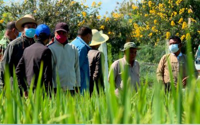 တာယောစိုက်ပျိုးရေးသုတေသနခြံတွင်စပါးဖြုတ်ပိုး ကာကွယ်နှိမ်နှင်းနည်းများ ပညာပေးကွင်း သရုပ်ပြပွဲပြုလုပ်ကျင်းပခြင်း
