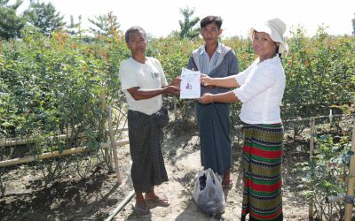 အရည်အသွေးကောင်း သစ္စာပန်းမျိုးများ ထုတ်လုပ်နိုင်စေရန် သဘာဝမြေဩဇာ၊ ဇီဝမြေဩဇာများ ထည့်သွင်းခြင်းဖြင့် ဓာတ်မြေဩဇာသုံးစွဲမှု လျော့ချနိုင်မည့်နည်းလမ်းများအား ရှာဖွေဖော်ထုတ်လေ့လာခြင်းသုတေသန
