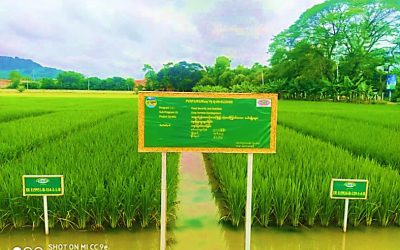 စိုက်ပျိုးရေးသုတေသနဦးစီးဌာန ညွှန်ကြားရေးမှူးချုပ်မှ သီးနှံသုတေသနခြံများ၏သုတေသန ဆောင်ရွက်နေမှု အခြေအနေများအားကွင်းဆင်း စစ်ဆေးခြင်း