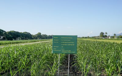 စိုက်ပျိုးရေးသုတေသနဉီးစီးဌာန အခြားနှံစား သီးနှံဌာနစုတွင် ပြောင်းဖူးသီးနှံ သုတေသနလုပ်ငန်းများ အရှိန် အဟုန်ဖြင့် ဆောင်ရွက်လျက်ရှိခြင်း