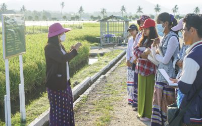 လူငယ်စိုက်ပျိုးရေးသုတေသီများ ပေါ်ဆန်းစပါး သုတေသနပြုဆောင် ရွက် နေမှုများအားလေ့လာခြင်း