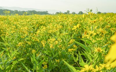 စိုက်ပျိုးရေးသုတေသနဦးစီးဌာန၊ယာသီးနှံဌာနခွဲ၊ ဆီထွက်သီးနှံ သုတေသနဌာနစုတွင် ပန်းနှမ်းသီးနှံ မျိုးသန့် ထိန်းသိမ်း၊ပွားများခြင်းလုပ်ငန်းများဆောင်ရွက်လျက်ရှိခြင်း