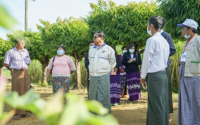 စိုက်ပျိုးရေးသုတေသနဦးစီးဌာန တွင် ဆောင်ရွက်လျက်ရှိသည့် ဝါသီးနှံသုတေသနလုပ်ငန်းများ အပေါ် ညွှန်ကြားရေးမှူးချုပ်နှင့်တာဝန်ရှိသူများမှ လမ်းညွှန်အကြံပေးခြင်းများဆောင်ရွက်ခြင်း