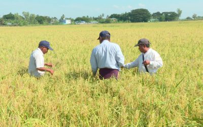 တောင်သူအခြေပြု သုတေသနစခန်းတည်ထောင်ခြင်း အစီအစဉ်တစ်ခုအဖြစ် စိုက်ပျိုးရေးသုတေသနဦးစီးဌာနမှထုတ်ဝေထားသည့် YQR-11 မျိုးသစ်အား တောင်သူ့စိုက်ကွင်းတွင် စိုက်ပျိုးပြသခြင်း