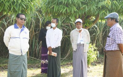 စိုက်ပျိုးရေးသုတေသနဦးစီးဌာန တွင် ဆောင်ရွက်လျက်ရှိသည့် ကြံသီးနှံသုတေသနလုပ်ငန်းများအား ညွှန်ကြားရေးမှူးချုပ်နှင့်တာဝန်ရှိသူများမှ ကွင်းဆင်းကြည့်ရှုခြင်း