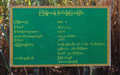 DAR-5 ကြံမျိုးသစ်များတောင်သူများထံရောက်ရှိရေးစိုက်ပျိုးရေးသုတေသနဦးစီးဌာနနှင့် WILMAR (Sugar) MynmarLimited(WSML)တို့ပူးပေါင်းဆောင်ရွက်ခြင်း