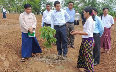 စိုက်ပျိုးရေး၊ မွေးမြူရေးနှင့်ဆည်မြောင်း ဝန်ကြီးဌာန၊ ပြည်ထောင်စုဝန်ကြီး ဦးမင်းနောင် ကျိုင်းတုံ စိုက်ပျိုးရေးသုတေသနခြံ၏ သီးနှံမျိုးများ အလိုက် စမ်းသပ်စိုက်ပျိုးထားရှိမှုများ၊ သုတေ သန စိုက်ကွင်းများအား ကြည့်ရှုစစ်ဆေးခြင်း