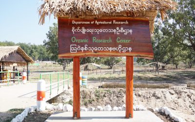 စိုက်ပျိုးရေး၊မွေးမြူရေးနှင့်ဆည်မြောင်းဝန်ကြီး ဌာန၊ ဒုတိယဝန်ကြီးဦးဆောင်သည့်အဖွဲ့စိုက်ပျိုးရေး သုတေသန ဦးစီးဌာန ဩဂဲနစ်သုတေသန ဗဟိုဌာနသို့လာရောက်ကွင်းဆင်းစစ်ဆေး