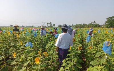 တောင်သူပူးပေါင်းပါဝင်သော သဘာဝဝတ်မှုန်ကူးမျိုး ဆင်းရွှေကြာ-၂ မျိုးသန့်ထုတ်လုပ်ခြင်း လုပ်ငန်းများဆောင်ရွက်လျက်ရှိခြင်း