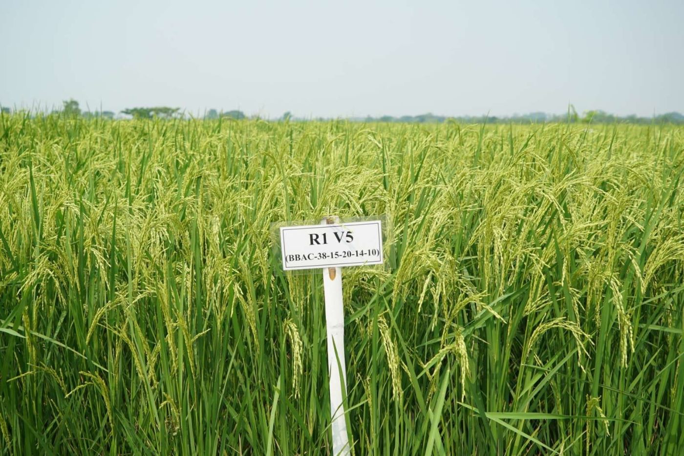 ngf6ytu