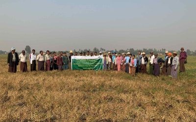 ကွင်းသရုပ်ပြပွဲ ကျင်းပခြင်း