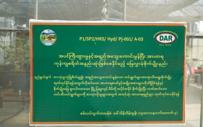 ဥယျာဉ်ခြံသုတေသနဌာနခွဲ၊ ဟင်းသီးဟင်းရွက် သုတေသနဌာနစုတွင် မြေလွှာမဲ့စိုက်ပျိုးနည်းစနစ်တွင် အသုံးပြုသော အသင့်သုံးအာဟာရရည်များ ထုတ်လုပ်သည့်သုတေသနများဆောင်ရွက်လျက်ရှိခြင်း