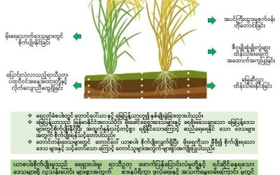 ဖောက်ပြန် ပြောင်းလဲလာသည့် ရာသီဉတု အခြေ အနေတွင် ရေငတ်ဒဏ်ခံ ယာစပါး၏ အရေးပါသော အခန်းကဏ္ဍ