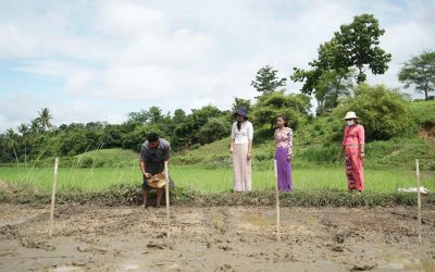 အသက်ရက်တိုသည့် ဆင်းသုခ သက်တမ်းတို စပါးမျိုး လိုင်း များအား တောင်သူများပူးပေါင်းပါဝင် ကာ ရွေးချယ်နိုင်ရေး တောင်သူ့စိုက်ကွင်းတွင် ဆောင်ရွက် ခြင်း