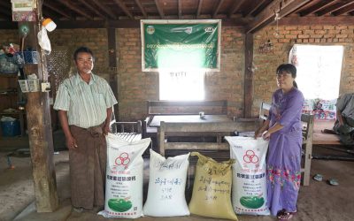 စိုက်ပျိုးရေးသုတေသနဦးစီးဌာန သီးနှံမျိုးစေ့ သုတေသန နှင့် မျိုးစေ့ပွားများရေး ဌာနစုမှ မှ အောင်းကြီးကုန်းကျေးရွာ တောင်သူအခြေပြု သုတေသနစခန်း သို့ ရွှေရီတိုးနှင့် ဝိုင်ကြူအာ – ၁၁ (YQR-11) စပါးမျိုးများနှင့်သွင်းအားစုများပေးအပ် ခြင်း