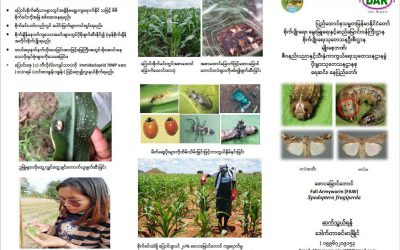 ဖောငမြောင်တောင်