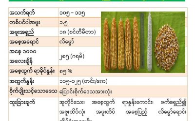 အစေ့ထုတ်ပြောင်းသုတေသနဆောင်ရွက်နေမှုအခြေအနေများနှင့်သုတေသနရလဒ်ကောင်းများ