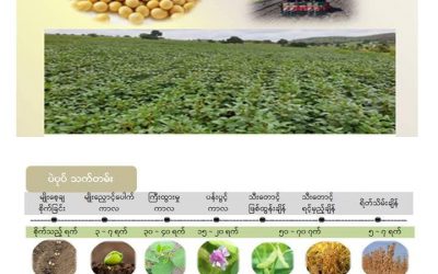 ဘေးကင်းလုံခြုံအထွက်တိုး ပဲပုပ်သီးနှံ စိုက်ပျိုးထုတ်လုပ်မှုနည်းပညာ