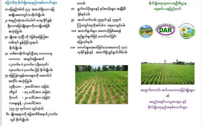 အထွက်ကောင်း ဆင်းပဒေသာ မြေပဲမျိုးသစ်များ၏အရည်အချင်းလက္ခဏာများနှင့်စိုက်ပျိုးရေးနည်းစနစ်ကောင်းများ