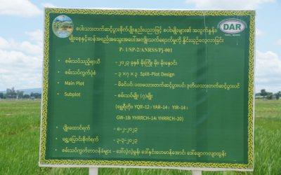 စပါးသားတက်ဆင့်ပွားနည်းပညာ