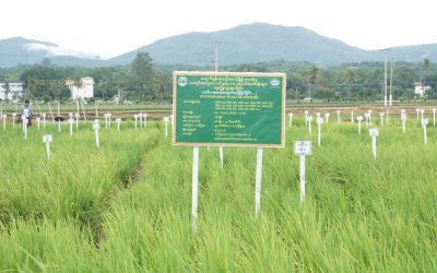 စိုက်ပျိုးရေး၊ မွေးမြူရေးနှင့်ဆည်မြောင်းဝန်ကြီး ဌာန ဒုတိယဝန်ကြီး ဒေါက်တာတင်ထွဋ် စိုက်ပျိုး ရေးသုတေသနဦးစီးဌာန ရေငတ်ခံယာစပါးမျိုးများ မွေးမြူရွေးချယ်ခြင်း သုတေသန များအား လာရောက် ကွင်းဆင်း ကြည့်ရှုအားပေးခြင်း