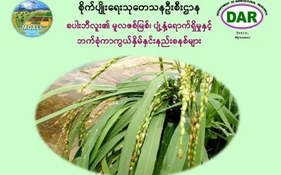 စပါးဘီလူး(Weedy Rice)၏ မူလဇစ်မြစ်၊ ပျံ့နှံ့ရောက်ရှိမှုနှင့် ဘက်စုံကာကွယ်နှိမ်နှင်းနည်းစနစ်များ