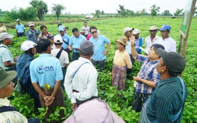 စိုက်ပျိုးရေးသုတေသနဦးစီးဌာနမှ ထုတ်ဝေထားသည့် ပဲပုပ်မျိုး (ရေဆင်း ၁၅) အား လက်တွန်း မျိုးစေ့ချကိရိယာဖြင့် စိုက်ပျိုးထားရှိအောင်မြင် ဖြစ်ထွန်းနေမှုကို တောင်သူများအား ပြသခြင်း