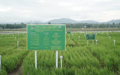 စိုက်ပျိုးရေးသုတေသနဦးစီးဌာန စပါးသီးနှံသုတေသန ဌာနခွဲ ၌ သုတေသနပြုဆောင်ရွက်ထားရှိသည့်အလားအလာကောင်း ယာစပါးမျိုးများအား တောင်သူများ ကိုယ်တိုင်ပူးပေါင်းပါဝင် မျိုးရွေးချယ်ခြင်း