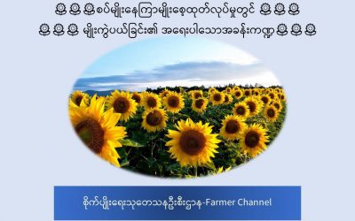 စပ်မျိုးနေကြာမျိုးစေ့ထုတ်လုပ်မှုတွင် မျိုးကွဲပယ်ခြင်း၏ အရေးပါသောအခန်းကဏ္ဍ