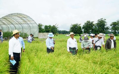 တောင်သူများကိုယ်တိုင်ပါဝင်သော အလားအလာကောင်းသည့်ယာစပါးမျိုးရွေးချယ်ခြင်း